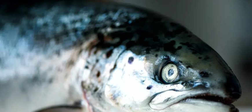 Marel explains how software is transforming smoked salmon production